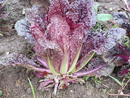 Chinese cabbage with red tinted inner leaves