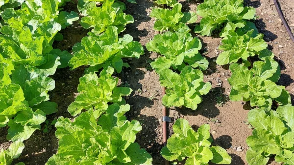 Chinese cabbage crop growing with drip irrigation