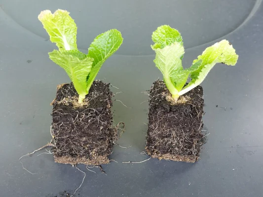 Young Chinese cabbage plants in soil blocks