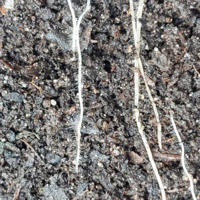 Chinese cabbage roots visible in a rhizotron
