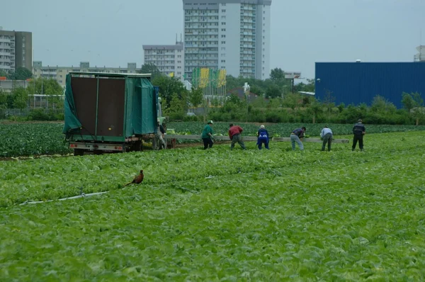 Harvesting Chinese cabbage in a field