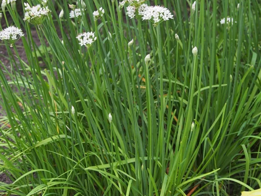 Garlic chive clump with white flowers