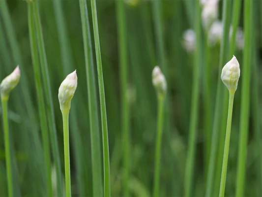 Unopened garlic chive flower buds above green leaves