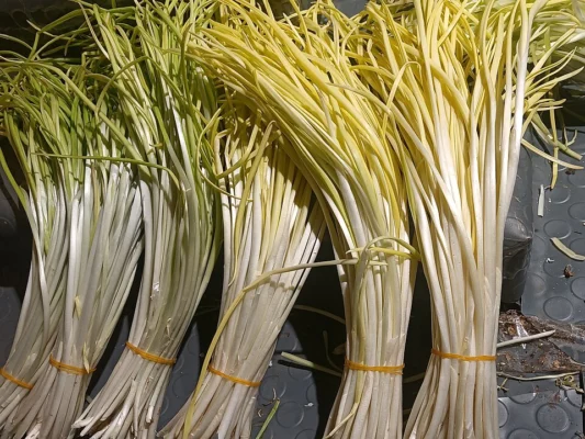 Pale blanched garlic chive leaves