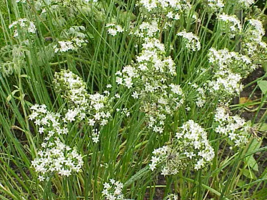 Garlic chive foliage and flowers