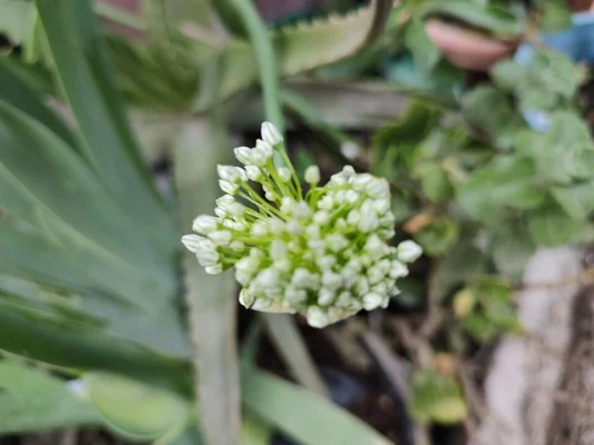 Developing garlic chive flower head