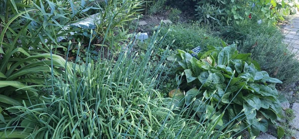 Garlic chives at Meadowbrook Park
