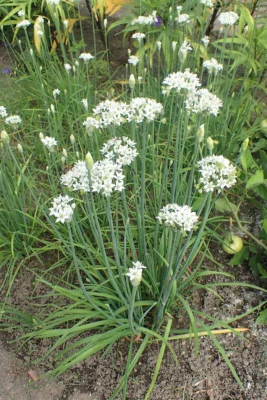 Garlic chives with flat leaves and white flower heads
