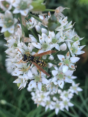 Paper wasp visiting garlic chive flowers