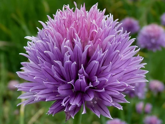 Purple flower heads of common chives