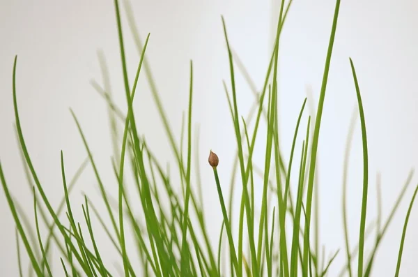 Chive leaves and developing flower buds