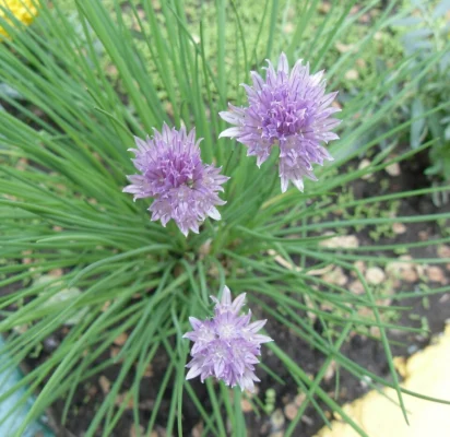 Flowering common chives