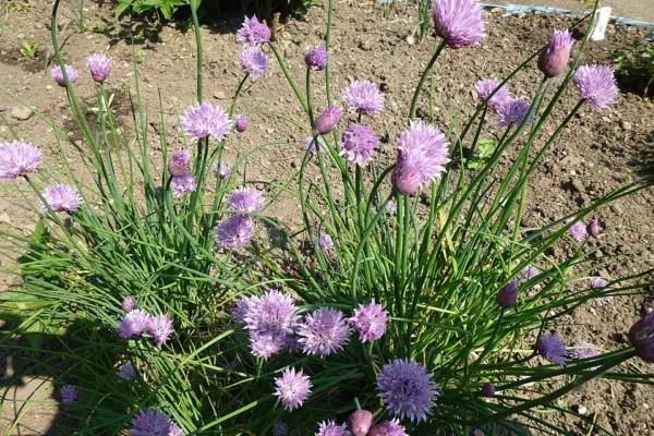 Established clump of common chives