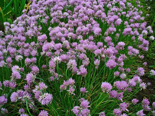 Common chives growing outdoors