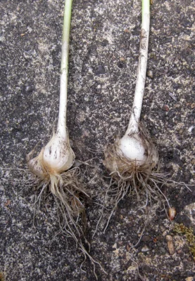 Chive bulbs with roots and new leaves