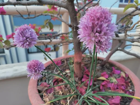 Chive flowers in bloom