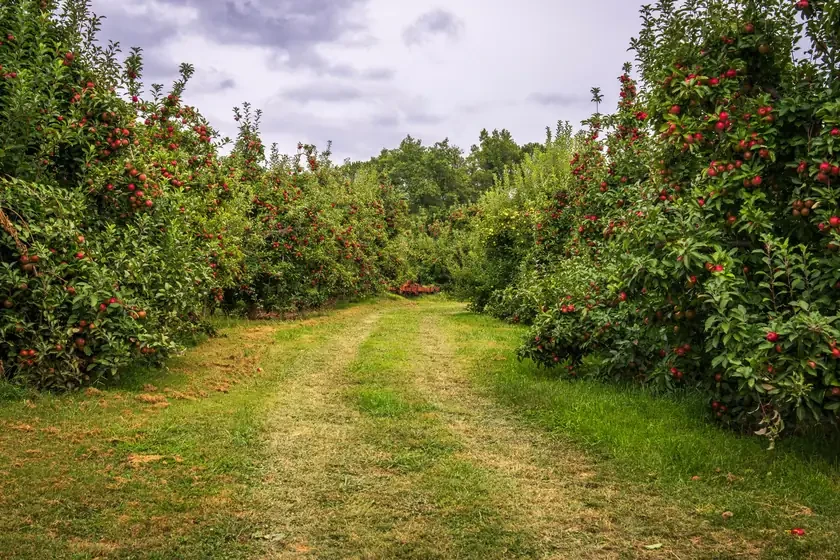 Grass path between rows of apple trees laden with red fruit in a British orchard
