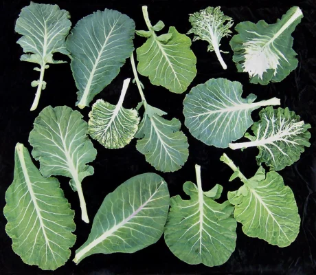 Collard leaves showing a range of leaf shapes