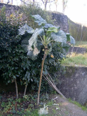 Portuguese collard cabbage growing outdoors