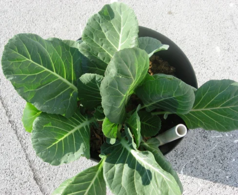 Collard greens growing in a container