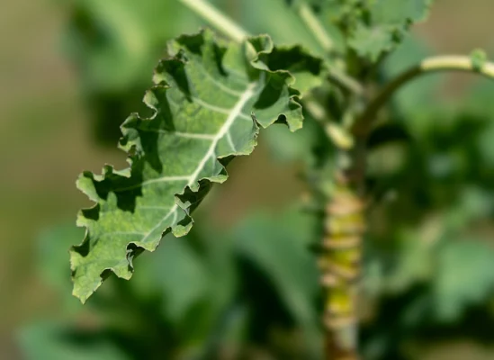 Curled edge of a Portuguese collard cabbage leaf
