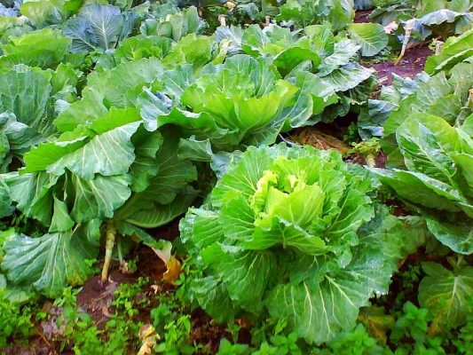 Collard plants growing in Galicia