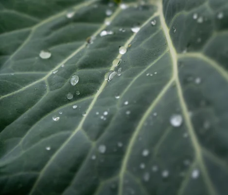 Close view of a collard cabbage leaf