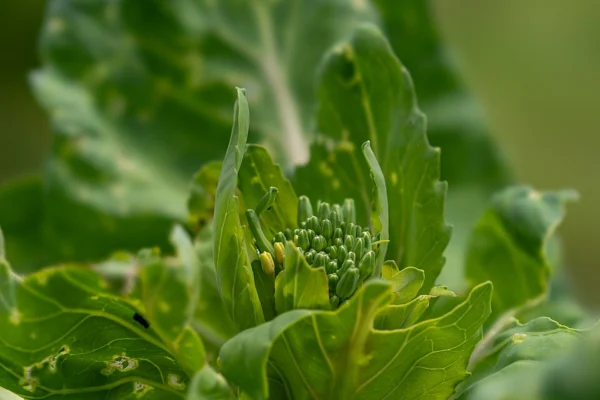 Collard leaves and developing flowering shoots