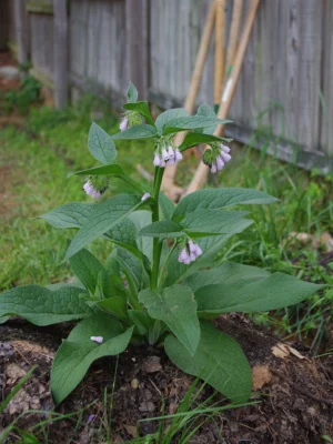 Bocking 14 comfrey