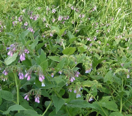 Russian comfrey in flower