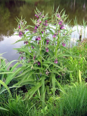 Common comfrey with flowers and foliage