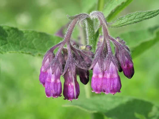 Common comfrey flower clusters