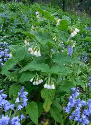 Comfrey with pale flowers among bluebells