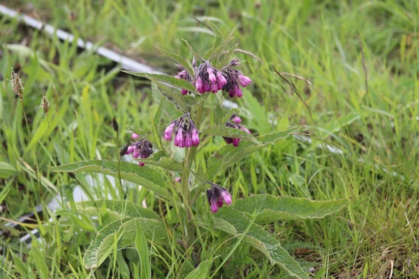 Common comfrey growing outdoors
