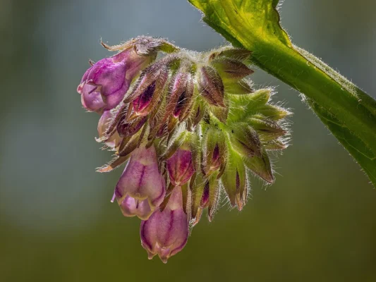 Close view of comfrey flowers