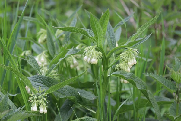 Common comfrey foliage and flowers