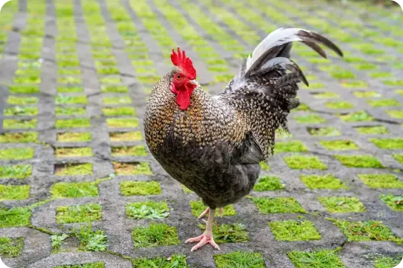 A patterned cockerel standing on cobblestones