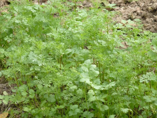 Coriander growing with broad lower leaves and fine upper foliage