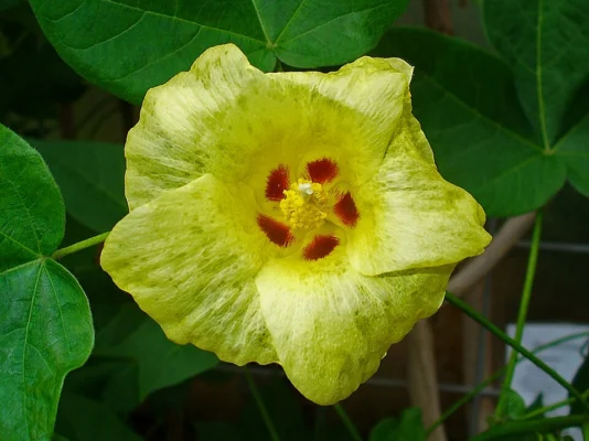 Yellow cotton flower with a dark centre