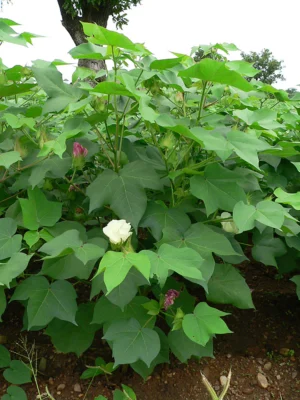 Upland cotton plant growing outside