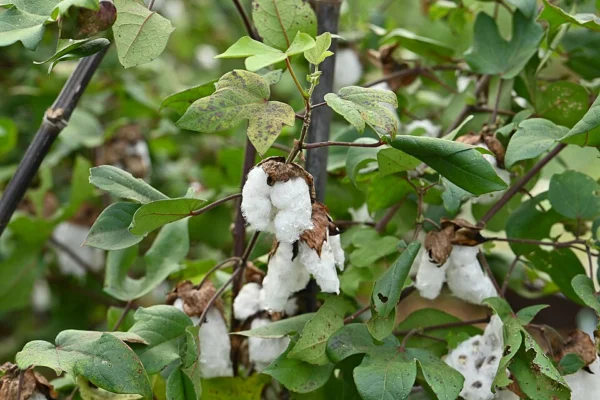 Open cotton bolls on plants at Mito Botanical Garden