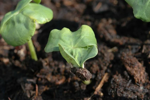 Cotton seedling emerging from the compost