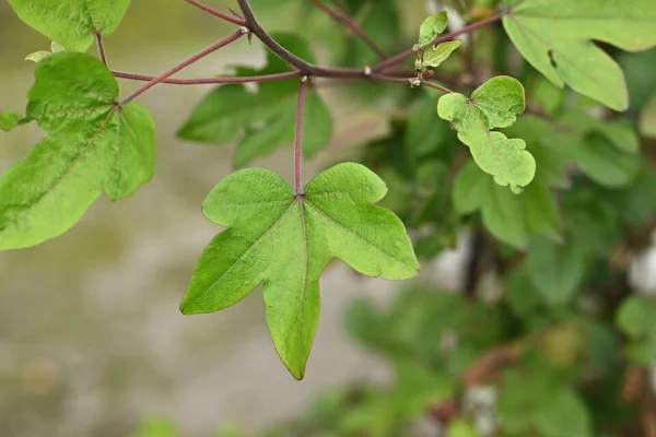 Lobed cotton leaves on a young branch