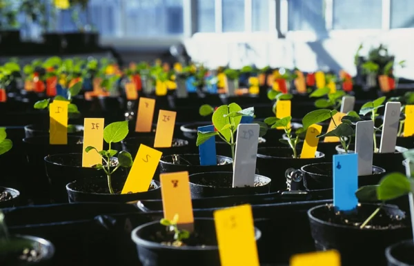 Young cotton plants growing under glass