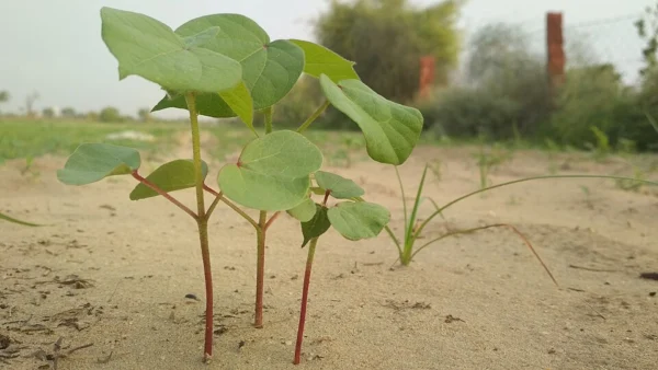 Young cotton plant growing in Rajasthan