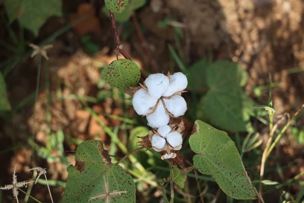 Open white cotton boll on a plant in Tamil Nadu