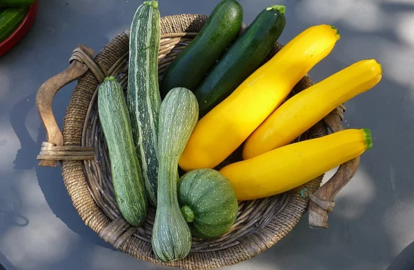Freshly harvested long and round courgettes