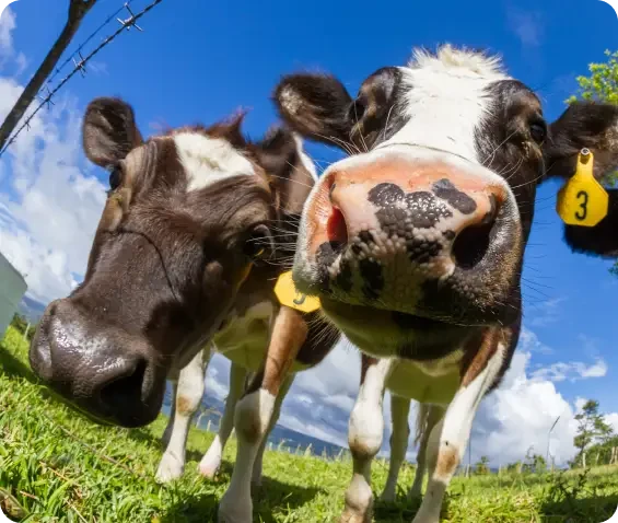 Two black and white cows viewed closely from below