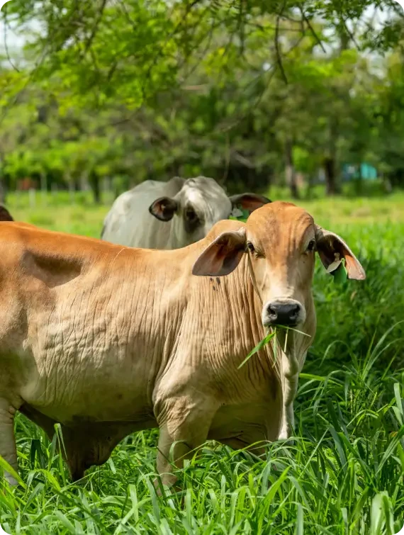 Cows standing among long green grass