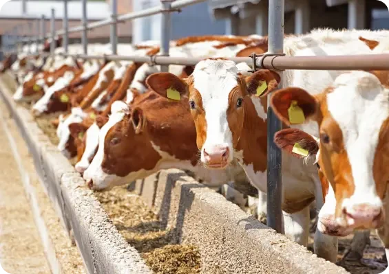 Brown and white cows feeding along a barn barrier